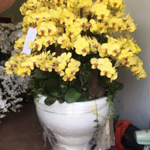Chậu Hoa Lan 100 Cây A88