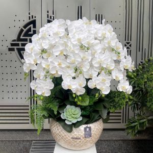 Chậu Hoa Lan Trắng A104