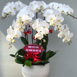Chậu Hoa Lan Trắng A99