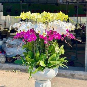 Chậu Lan 3 màu A120