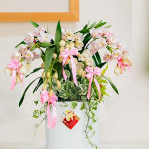 Chậu Lan Chúc Mừng A101