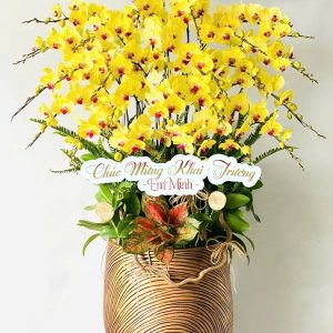 Chậu Lan Chúc Mừng A111