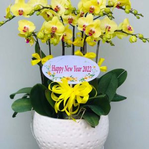 Chậu Lan Chúc Mừng A95